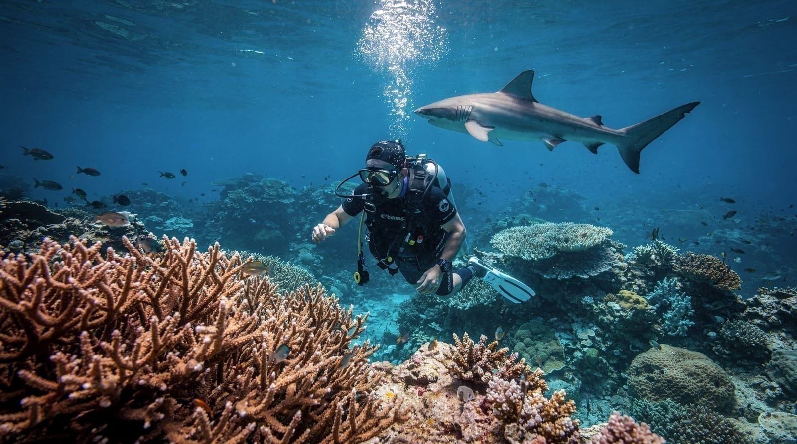 Scuba diving in Phuket: complete guide to dive sites, costs and operators