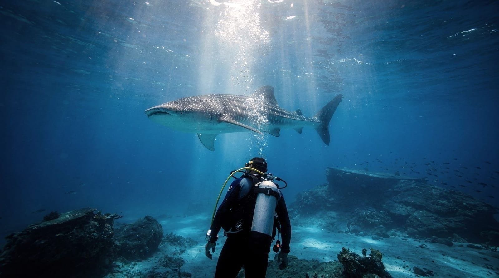 Similan Islands diving guide: sites, seasons, liveaboards and day trips